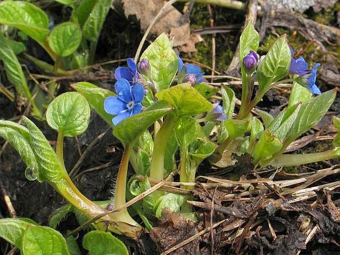 OMPHALODES VERNA Moench – pupkovec jarní / pupkovec jarný