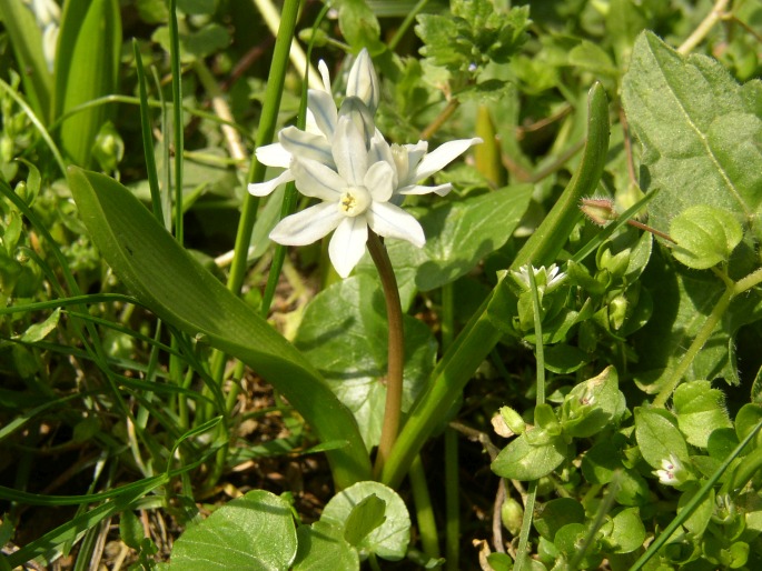 Puschkinia scilloides