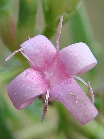 Putoria calabrica