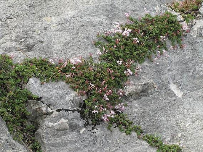 Putoria calabrica