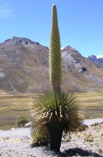 BOTANY.cz » PUYA RAIMONDII Harms – Queen of the Andes, Queen of the Puna