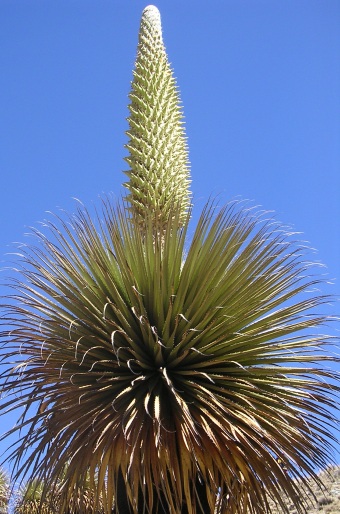 Puya raimondii