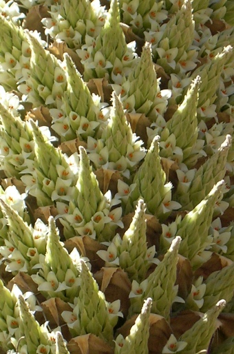 Puya raimondii