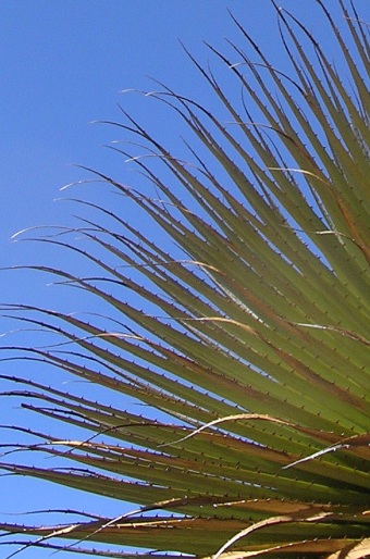 Puya raimondii