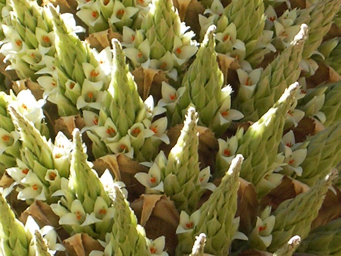 Puya raimondii