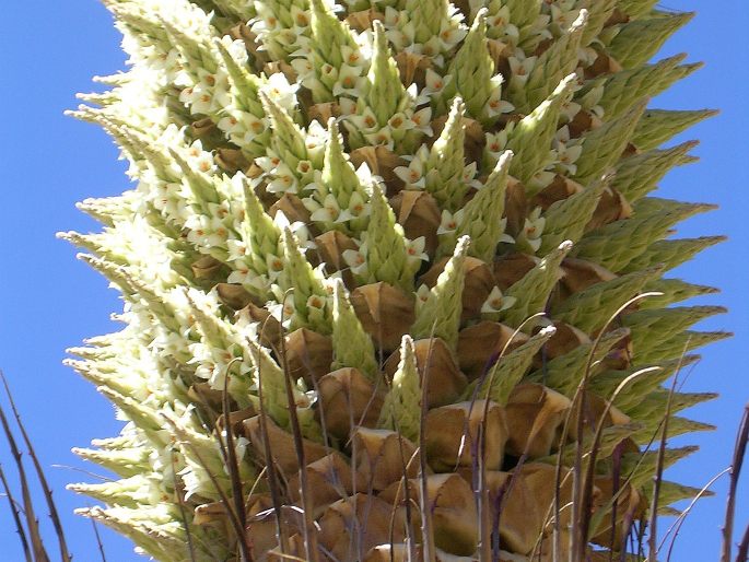 Puya raimondii