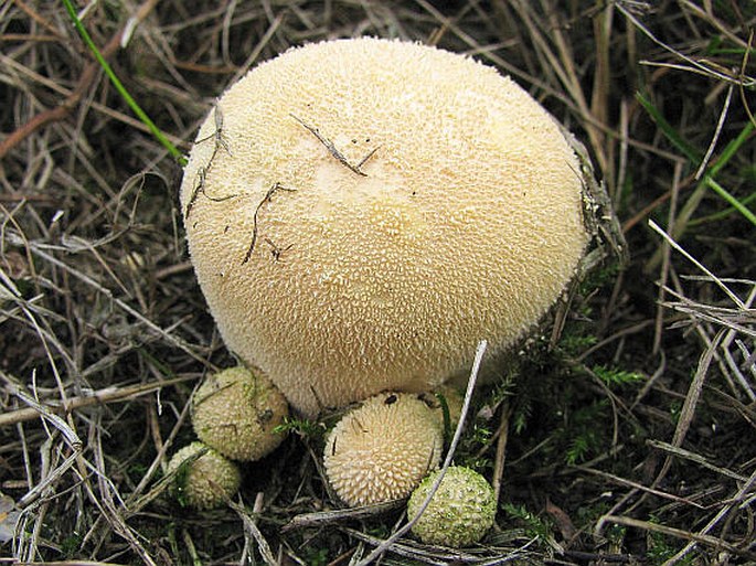 Lycoperdon pratense