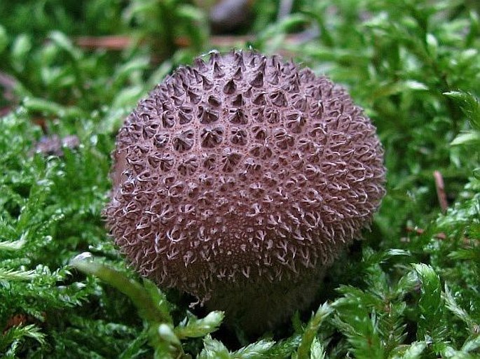 LYCOPERDON NIGRESCENS Wahlenb. - pýchavka horská / prášnica tmavá