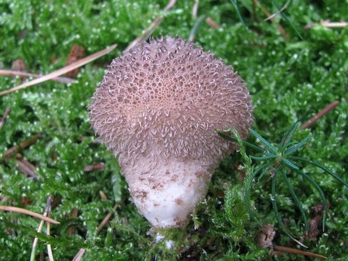 Lycoperdon nigrescens