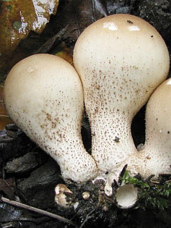 Lycoperdon pyriforme