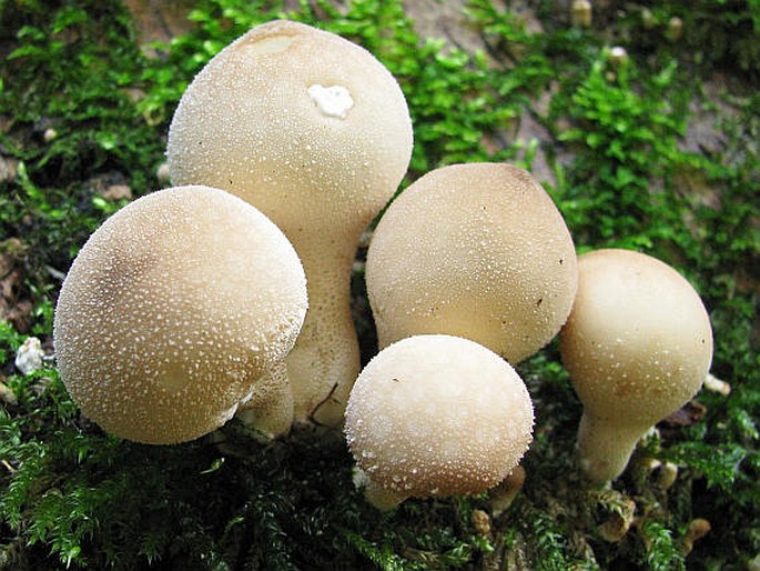 Lycoperdon pyriforme