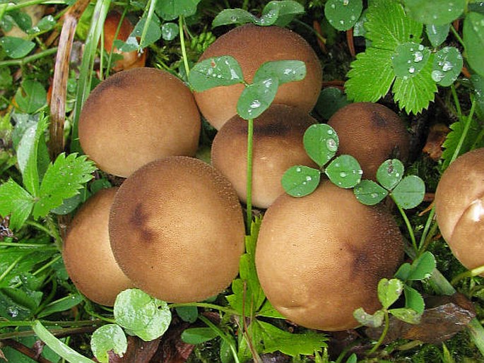 Lycoperdon pyriforme