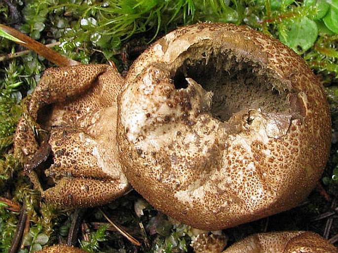 Lycoperdon pyriforme