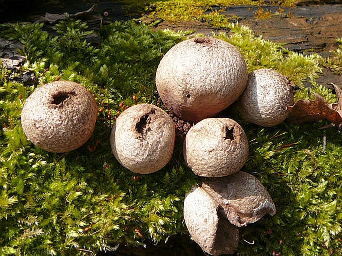 Lycoperdon pyriforme