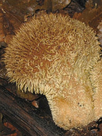 Lycoperdon echinatum