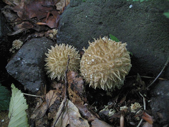 Lycoperdon echinatum