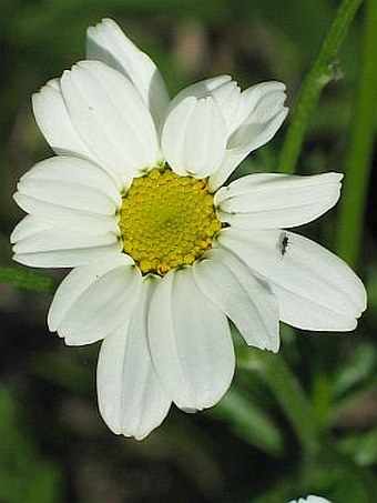 Pyrethrum corymbosum