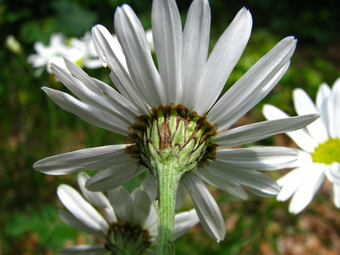 Pyrethrum clusii