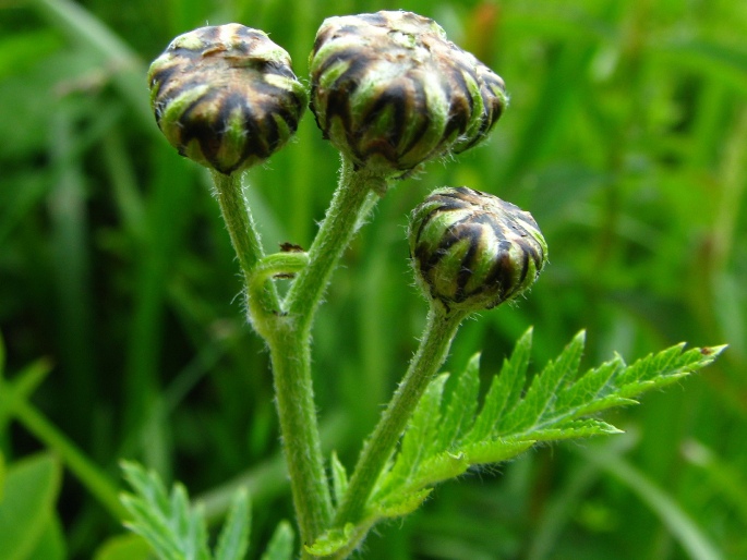 Tanacetum corymbosum subsp. subcorymbosum