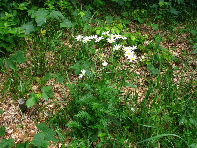 Pyrethrum clusii