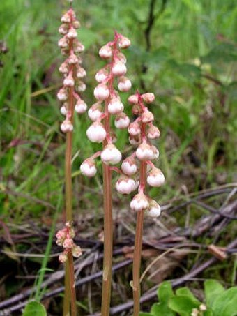 Pyrola minor