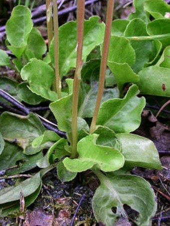 Pyrola minor