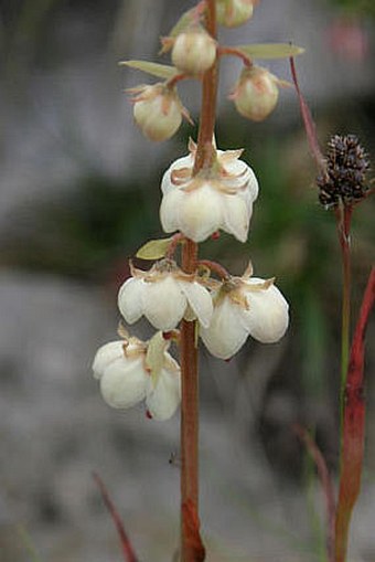 Pyrola carpatica