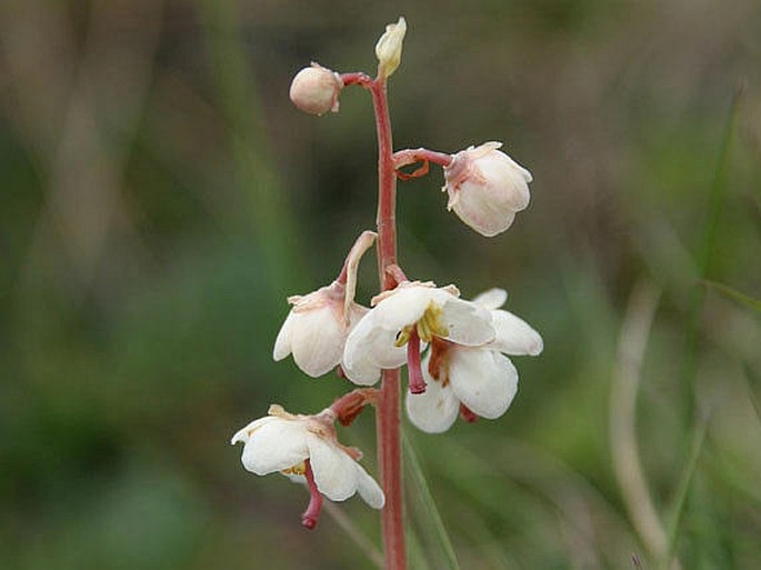 PYROLA CARPATICA Holub et Křísa  – hruštička karpatská / hruštička karpatská