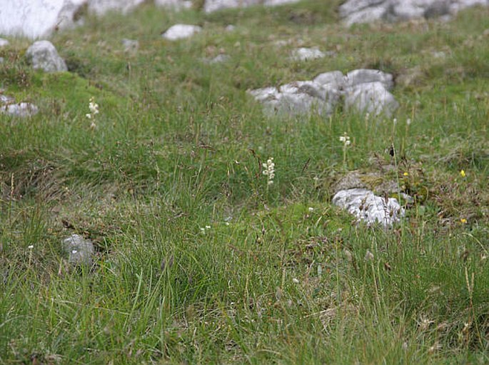 Pyrola carpatica