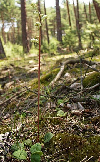 Pyrola chlorantha