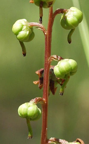 Pyrola chlorantha