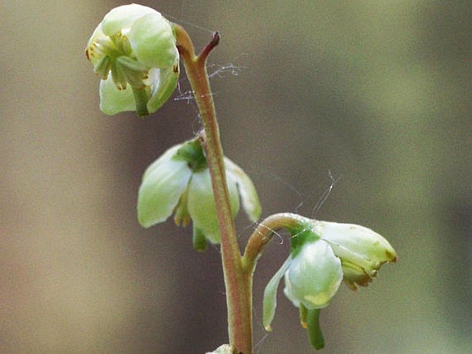 PYROLA CHLORANTHA Sw. – hruštička zelenokvětá / hruštička zelená