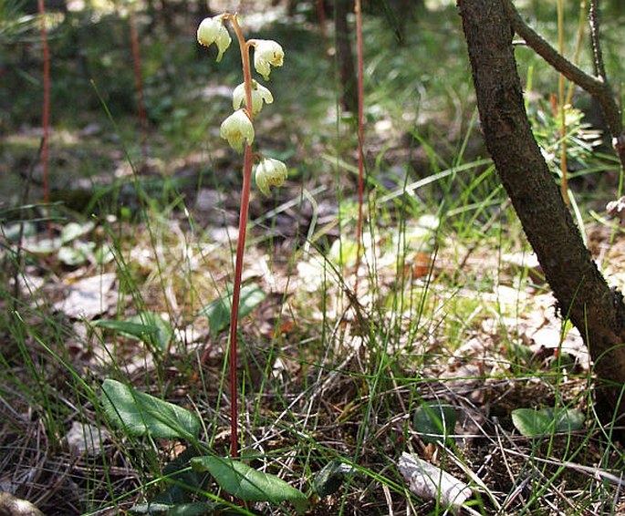 Pyrola chlorantha