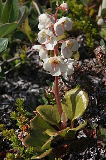 Pyrola grandiflora