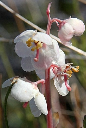Pyrola grandiflora