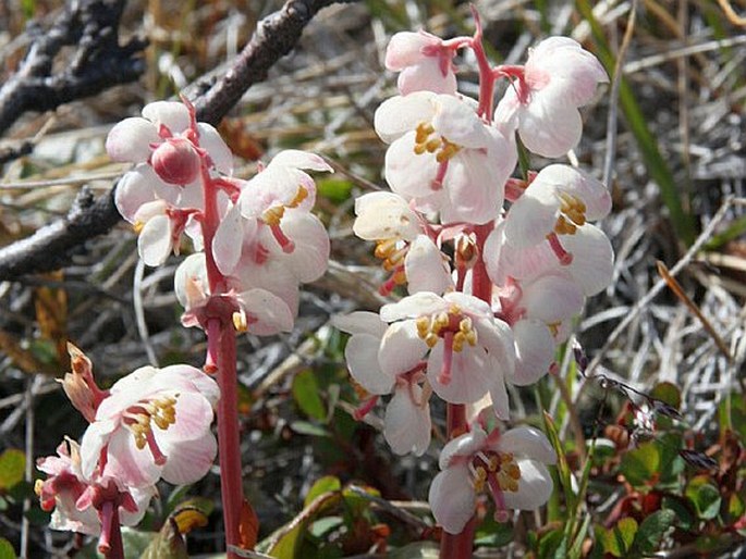 PYROLA GRANDIFLORA Radius – hruštička