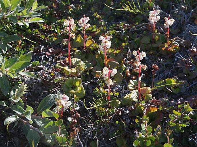 Pyrola grandiflora