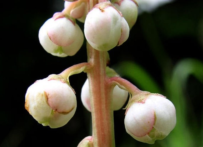 PYROLA MINOR L. – hruštička menší / hruštička menšia