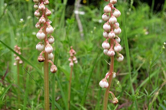 Pyrola minor