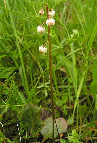 Pyrola media