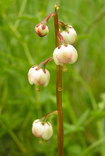 Pyrola media