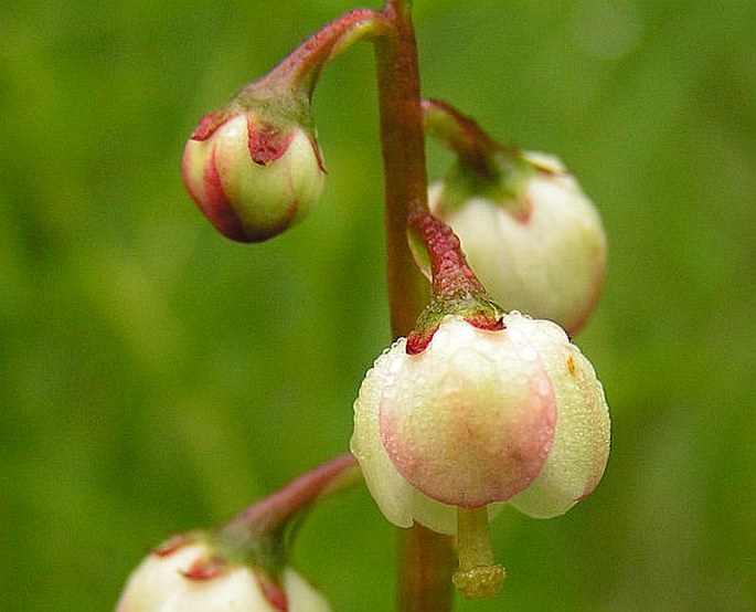 PYROLA MEDIA Sw. – hruštička prostřední / hruštička stredná