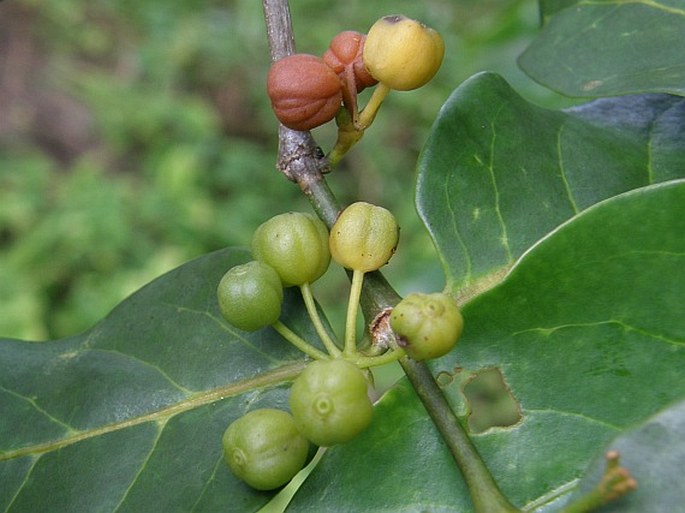 Pyrostria bibracteata