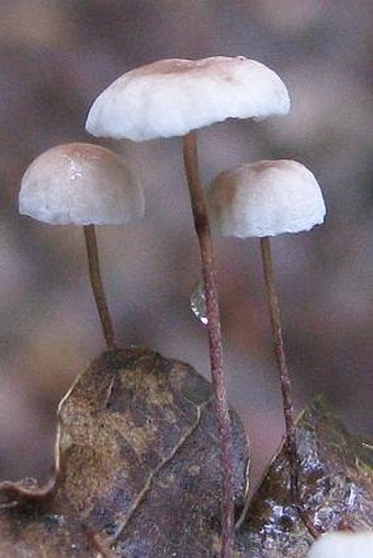 Marasmius quercophilus