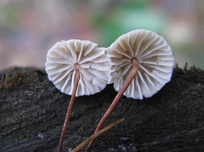 Marasmius quercophilus