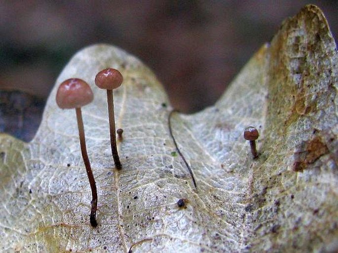 Marasmius quercophilus