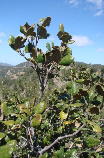 Quercus alnifolia