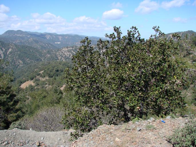 Quercus alnifolia