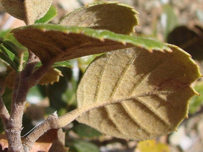 Quercus alnifolia