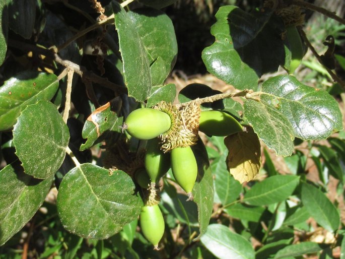 Quercus alnifolia